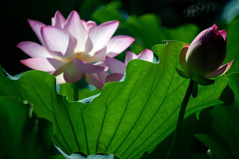Lotus, flowers, nature, light, HD wallpaper