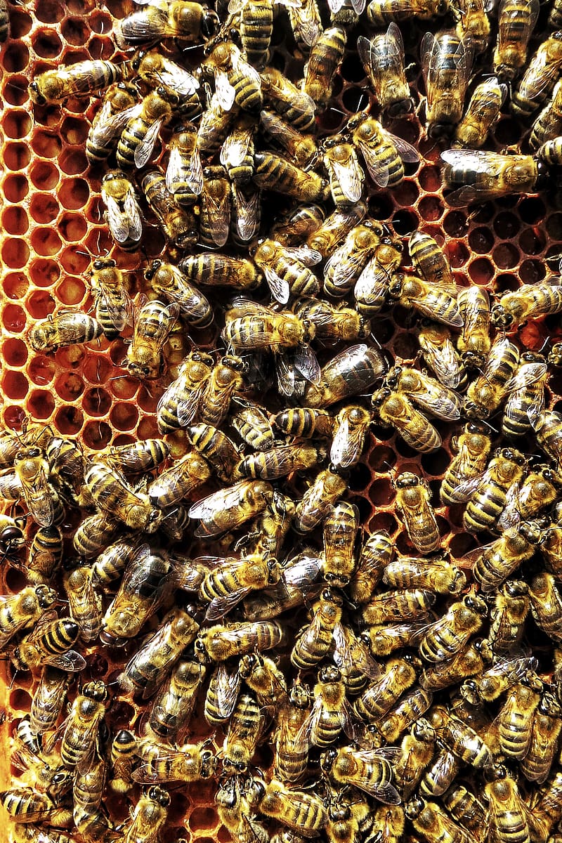 bees, honeycombs, swarm, insects, macro, HD phone wallpaper