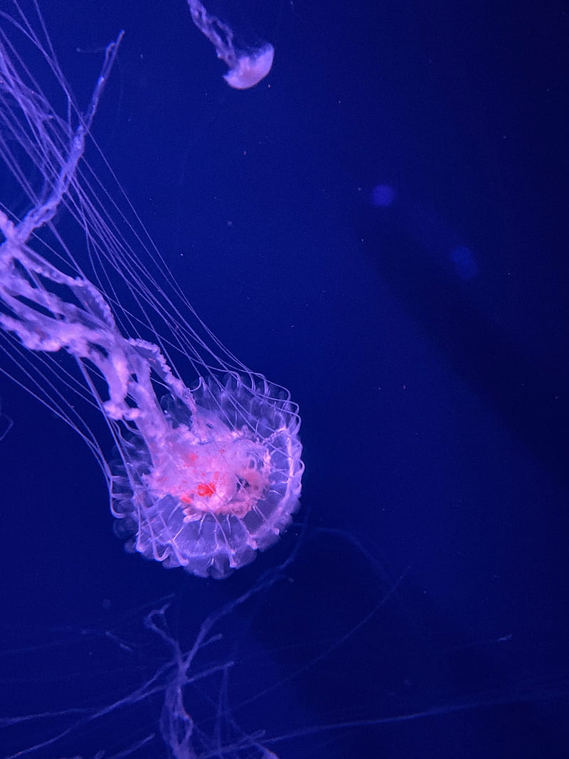 jellyfish, tentacles, transparent, water, underwater, HD phone wallpaper