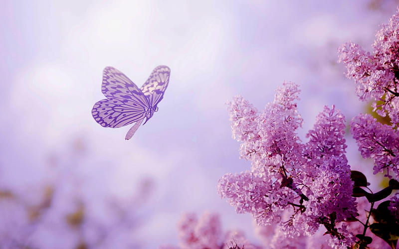 Lilacs and Butterfly, butterfly, purple, flowers, Spring, Lilacs, HD wallpaper