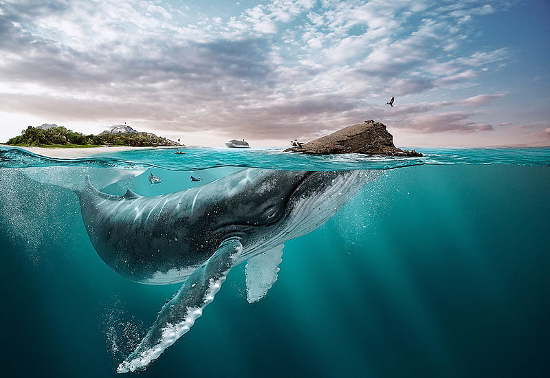 Big Whale Swimming, HD wallpaper