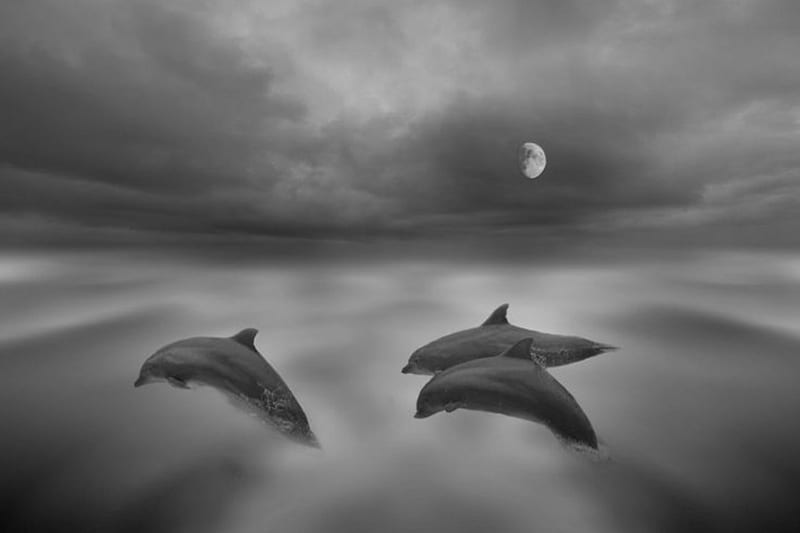 Dolphins, black and white, magic night, moon, HD wallpaper