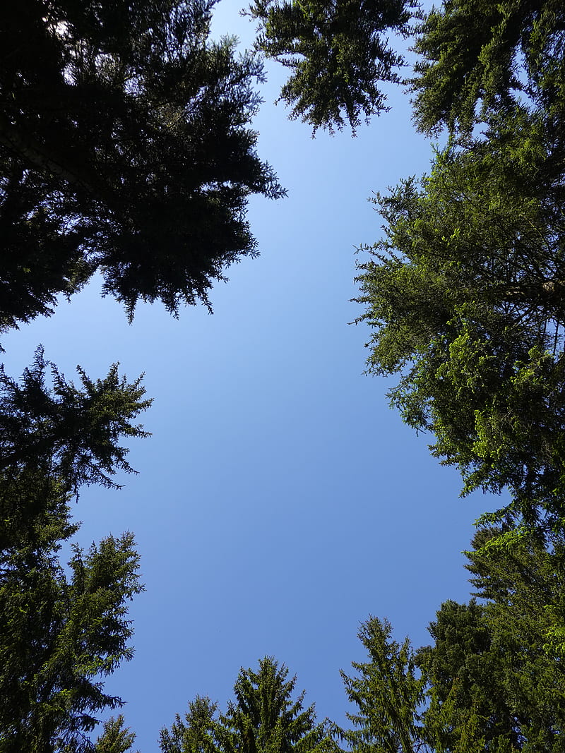 trees, branches, sky, bottom view, HD phone wallpaper