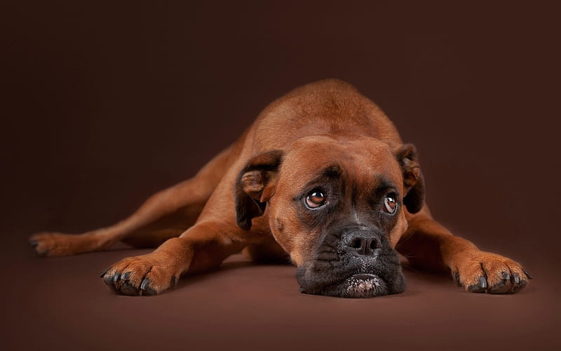 Boxer, short-haired breed of dog, brown dog, pets, german dogs, HD wallpaper