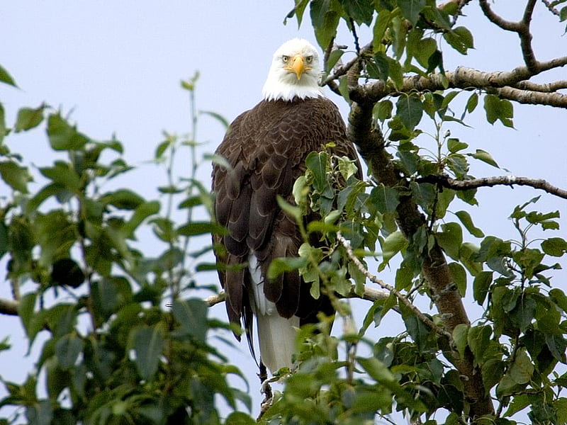 Bald Eagle, scavenge, tree, leaves, symbol, bird, large, beak, raptor, branches, prey, feathers, HD wallpaper