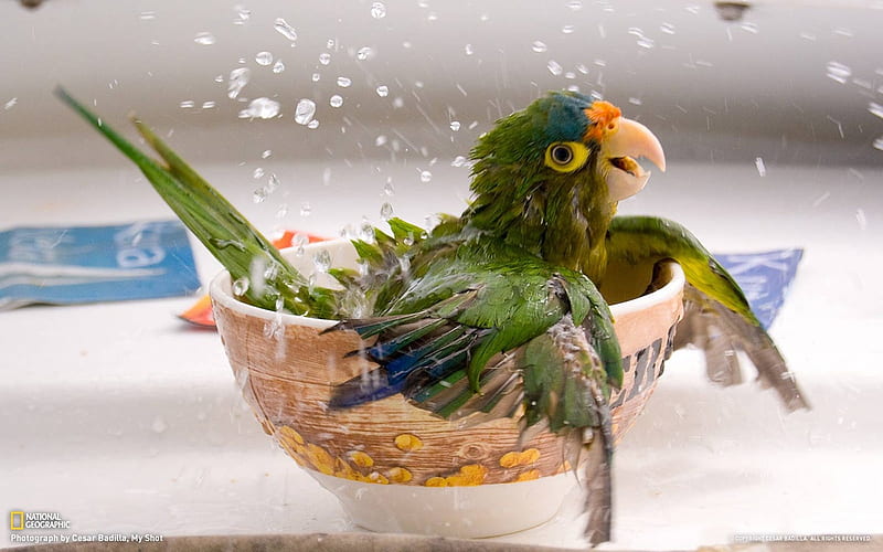 Bathing Parrot Parrot bathing in a bowl, HD wallpaper