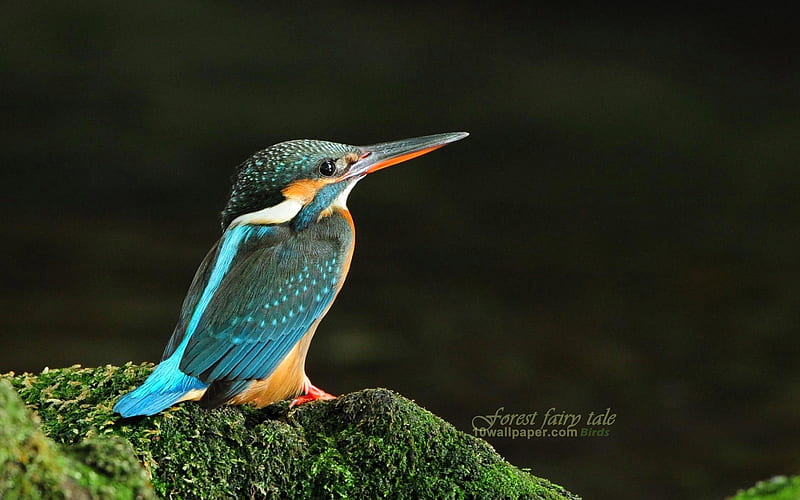Lovely bird-Kingfisher, HD wallpaper