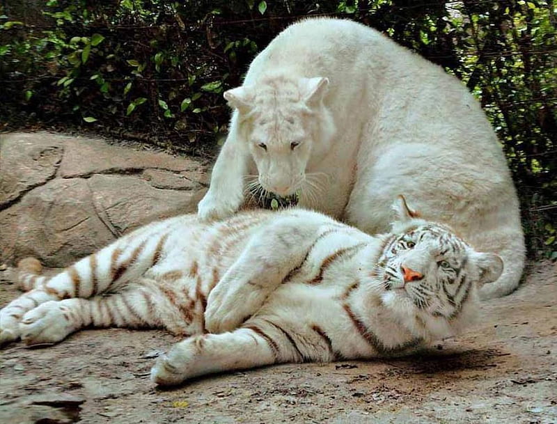 white lion and white tiger fighting