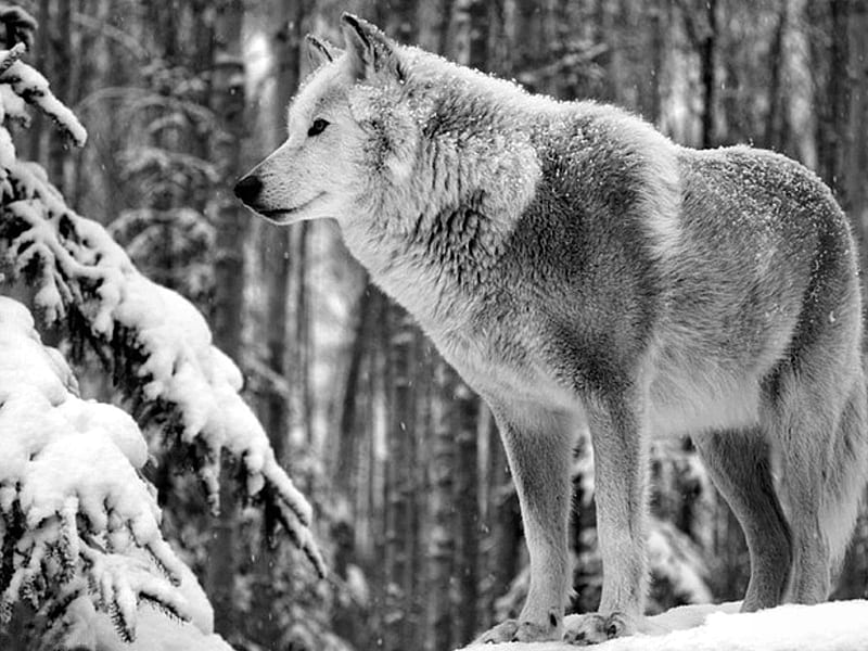 Wolf, special, black and white, bonito, winter, graphy, snow, wild, beauty, face, hop, majestic, HD wallpaper