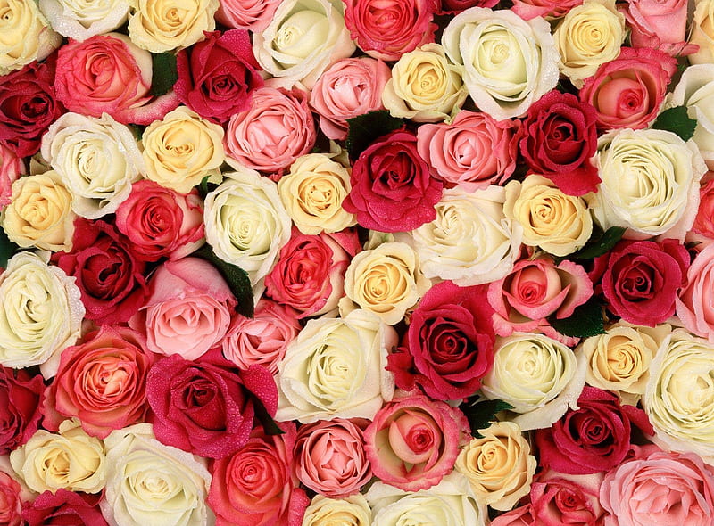 Roses for Julieta(juja_muja), red roses, red, rose, yellow, red rose, white  rose, HD wallpaper | Peakpx