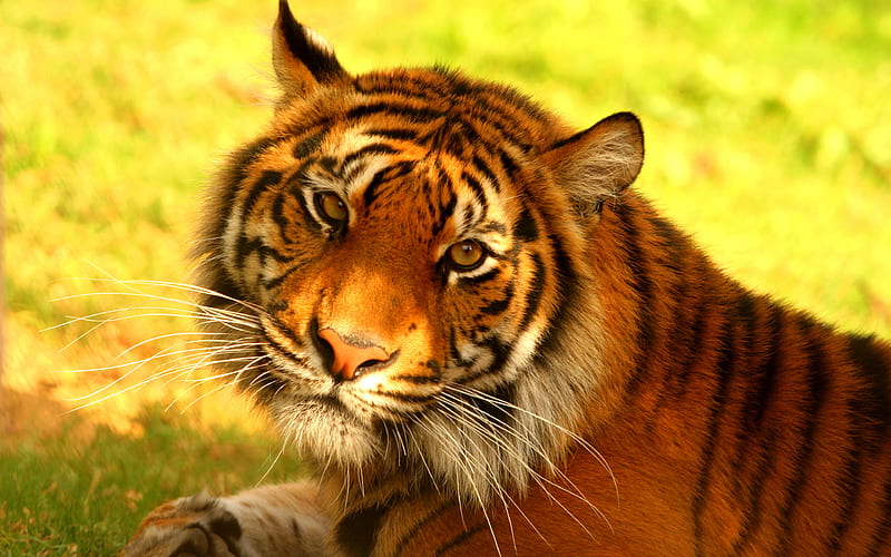 Sumatran Tiger tigers, hinschink, forest, save tigers, wildlife, Indonesia, Sumatra island, HD wallpaper