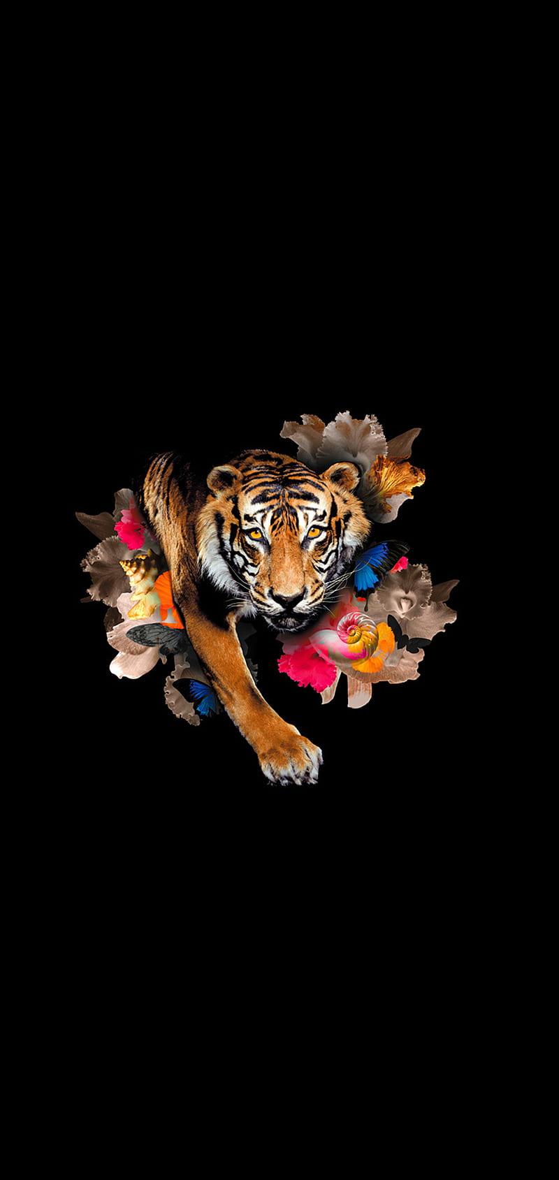 Tiger Minimal, 2019, black, color, i phone, tigers, white, HD phone wallpaper