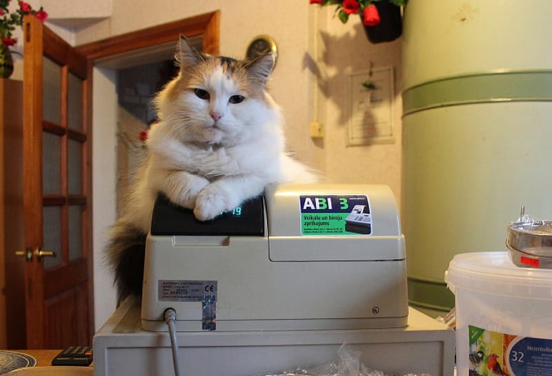 Cashier di dinonky cat shop