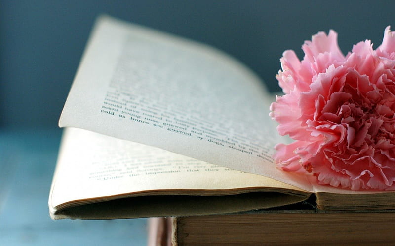 Flower and an open book, still life, files, book, nature, story, open, pink, HD wallpaper