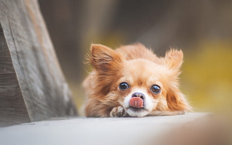 Chihuahua, blur, dogs, bokeh, brown chihuahua, funny dog, cute animals, pets, Chihuahua Dog, HD wallpaper