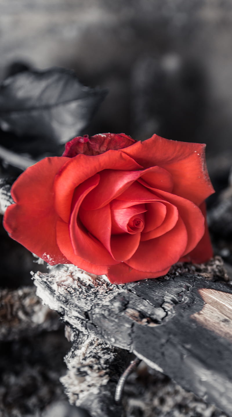 Red rose, black, burned, wood, HD phone wallpaper