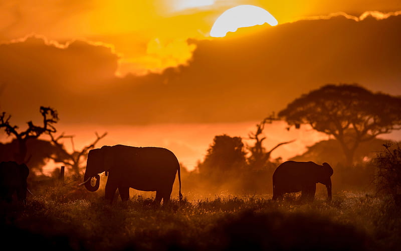 elephants family, Kenya, Africa, savannah, elephant silhouettes, big elephants, Elephantidae, elephants, HD wallpaper