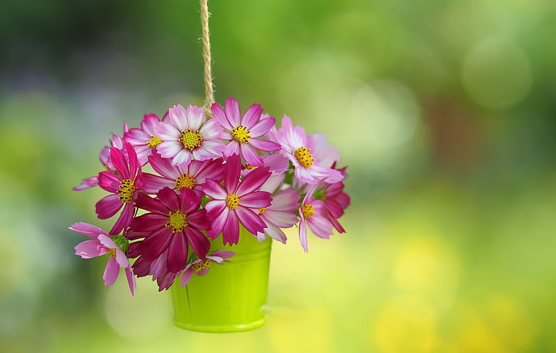 Man Made, Flower, Cosmos, HD wallpaper