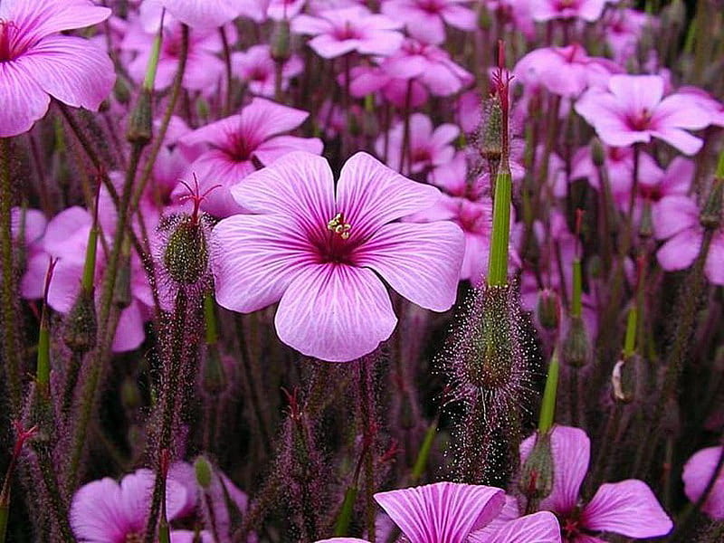 PURPLE PATCH, pretty, flowers, purple, field, HD wallpaper