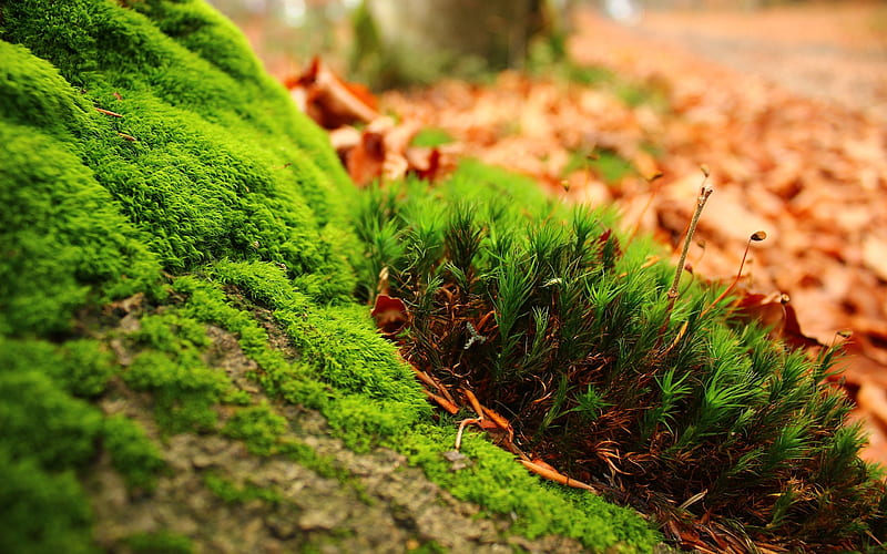 Grass, macro, graphy, ground, earth, Nature, HD wallpaper | Peakpx