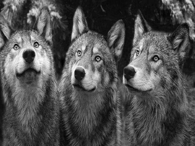Beautiful Wolves, wolves, animals, dogs, black and white, HD wallpaper
