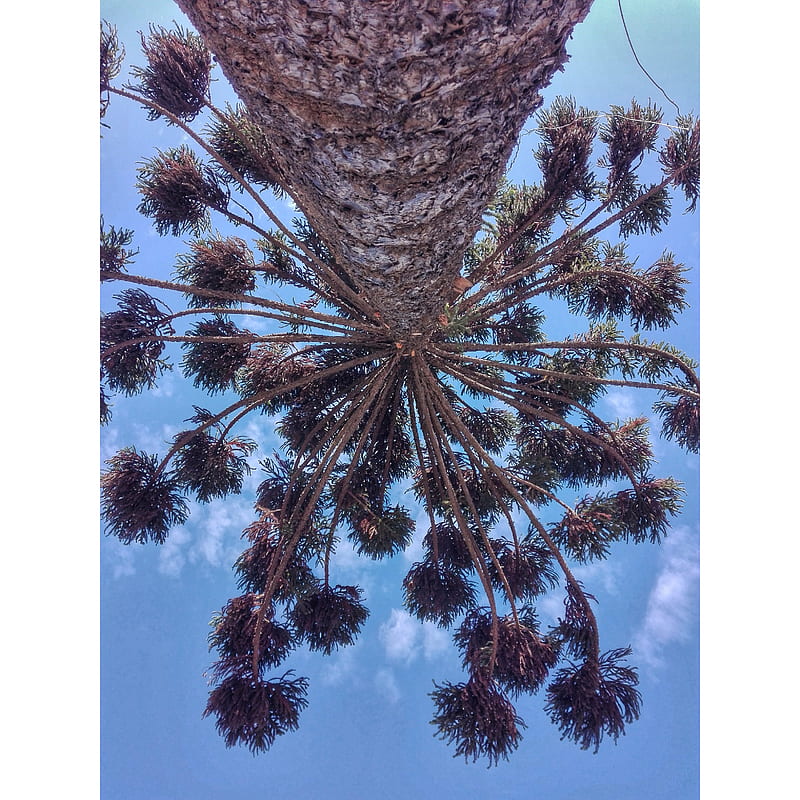 Araucaria, sky, nature, nature, pachamama, tree, HD phone wallpaper