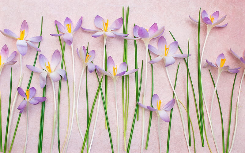 crocuses on a pink background, spring flowers, crocuses, background with purple flowers, floral background, HD wallpaper