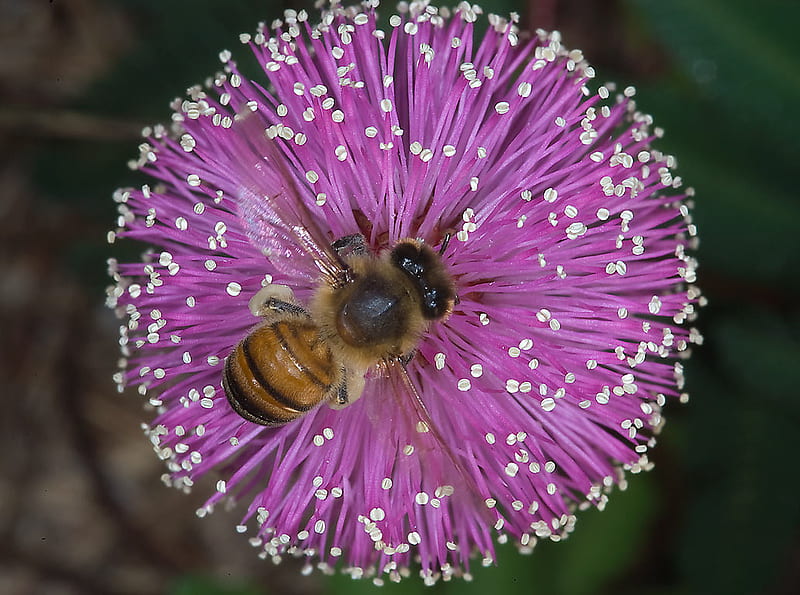 Pollenating, bee, pollenation, purple, flower, beauty, nature, HD wallpaper