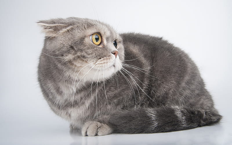 British Shorthair Cat gray cat, pets, cute animals, funny cat, cats, British Shorthair, HD wallpaper