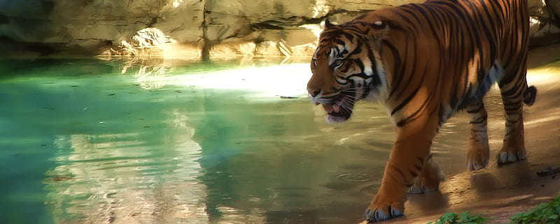 Tiger, dual screen, HD wallpaper