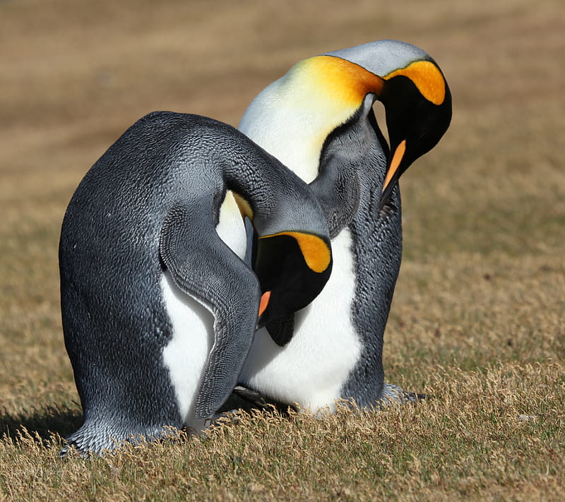 Penguin Pals, animal, cute, nature, tux, tuxedo, HD wallpaper