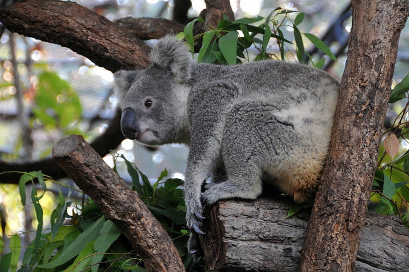 TREEHOUSE, zoo, eucalyptus, australia, marsupials, koala, trees, HD wallpaper