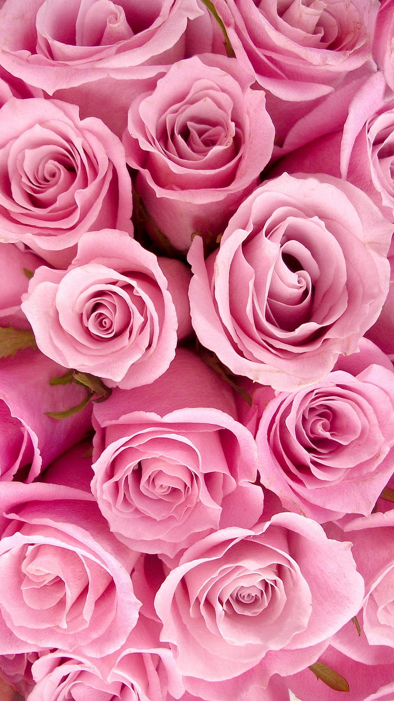 Pink Rose, pink roses, HD phone wallpaper