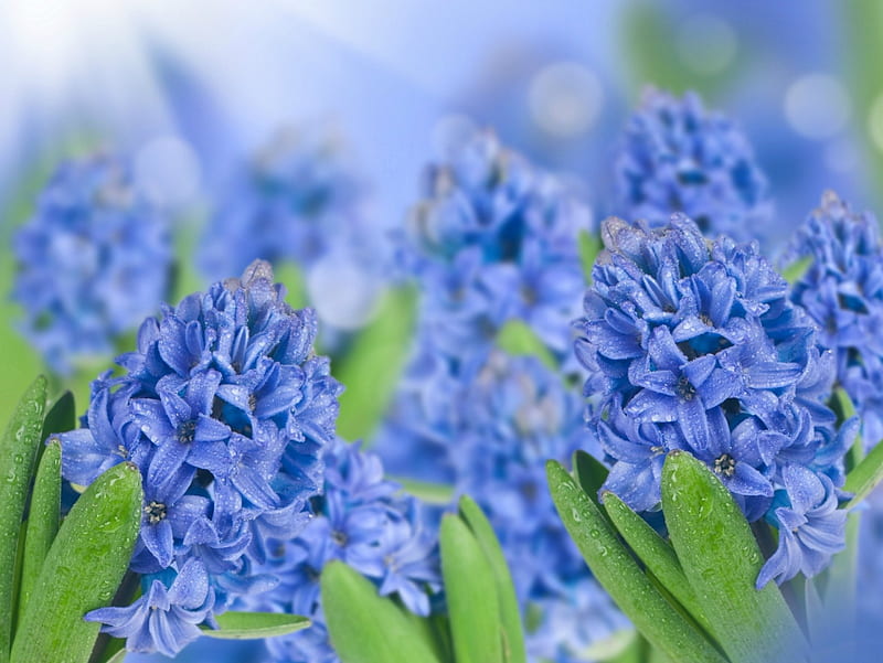 Hyacinths, water, water drops, flowers, Spring, drops, HD wallpaper