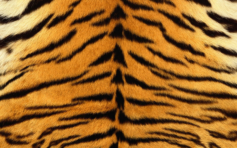 Tiger Skin, tiger pattern, tiger art, tiger design, HD wallpaper