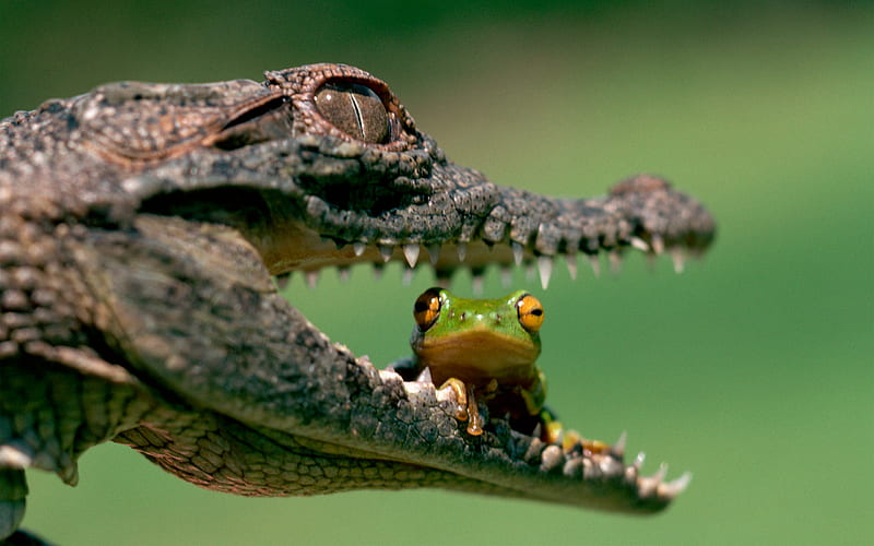Make It Snappy, frog, mouth, eyes, alligator, HD wallpaper