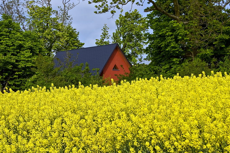 Yellow field, summer, yellow, rapes, spring, field, HD wallpaper