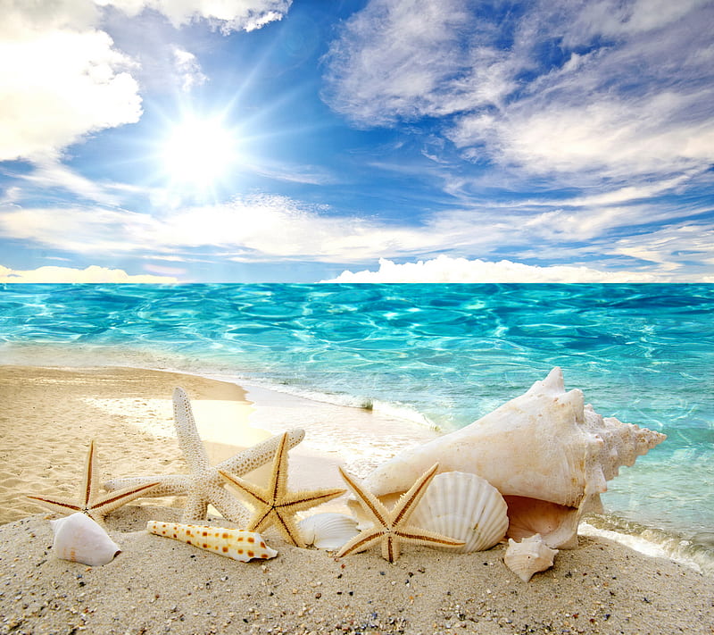 Seashells, beach, sea, shells, starfish, sunshine, HD wallpaper
