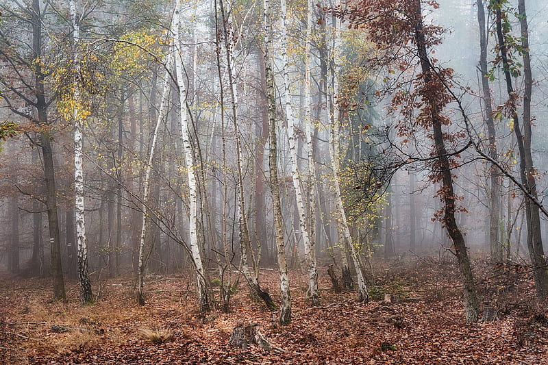 Earth, Fall, Birch, Forest, Nature, HD wallpaper