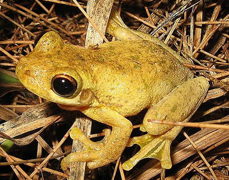 CUTE LITTLE FROG, frog, pretty, little, brown, HD wallpaper