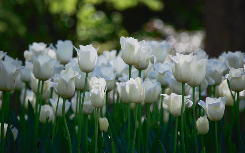 white tulips garden-flowers graphy, HD wallpaper