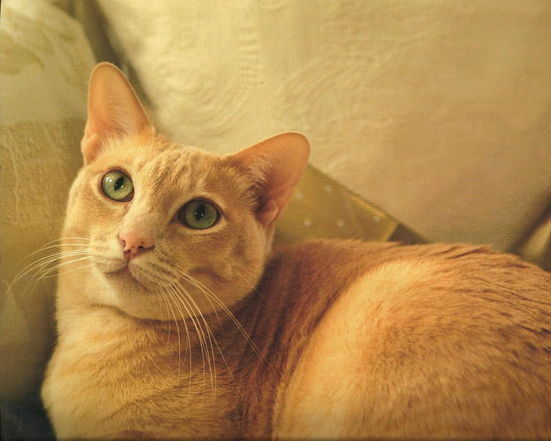Burmese cat, cute, paws, cat, couch, HD wallpaper