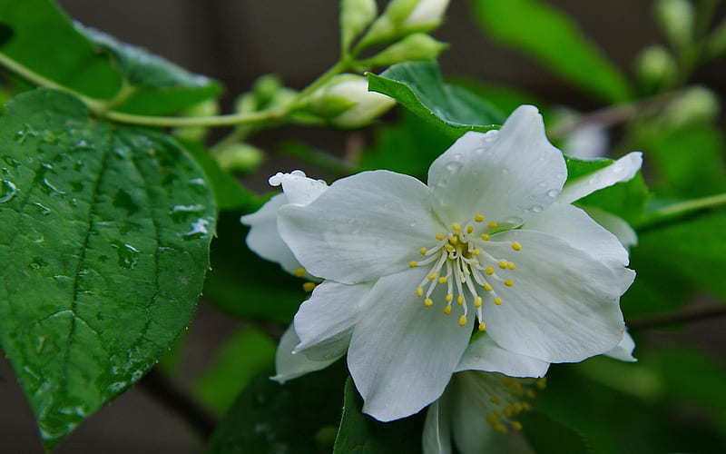 jasmine-flowers, HD wallpaper