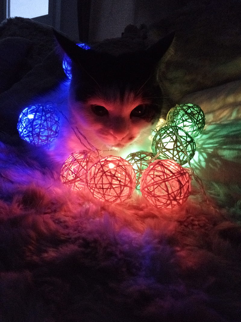Bright cat, cat, cute, lights, HD phone wallpaper
