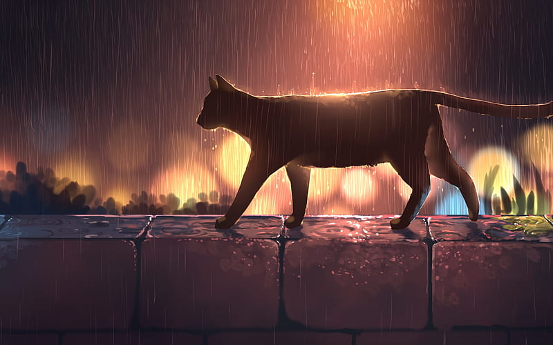 Gato bajo la lluvia, lluvia, animal, anime, pantalla HD | Peakpx