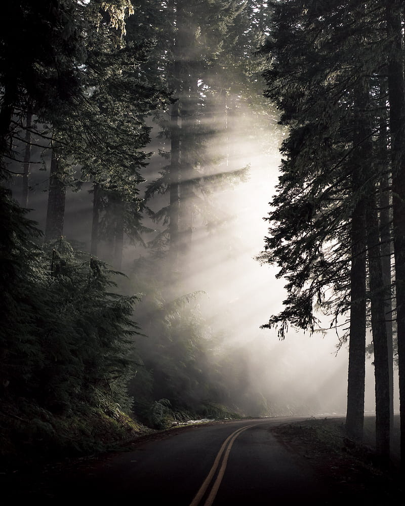 road, fog, turn, trees, dark, HD phone wallpaper