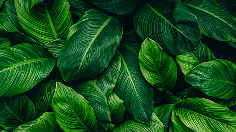 Closeup View Of Green Plant Leaves Green Aesthetic, HD wallpaper | Peakpx