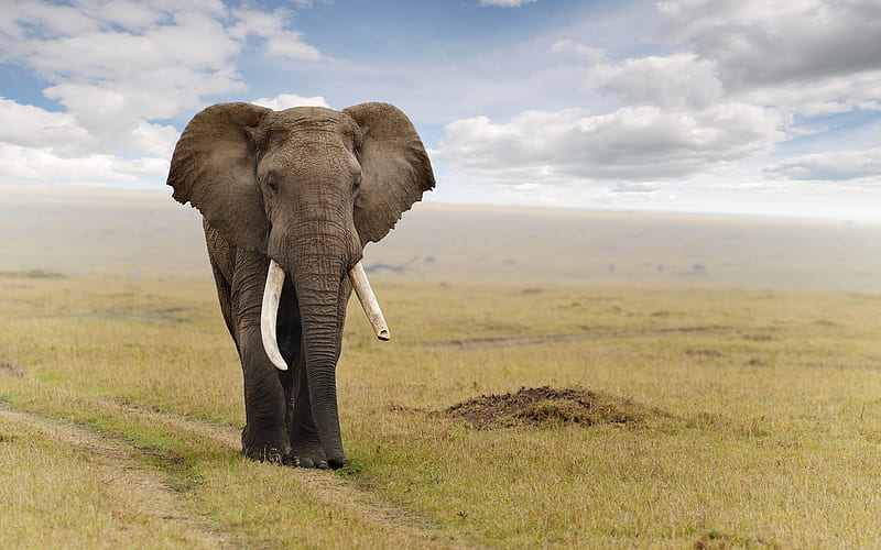 Wild africa, elephant, animals, wild, africa, background, elephants, HD wallpaper