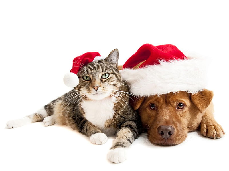 Christmas Pets, cool, pets, christmas, HD wallpaper | Peakpx