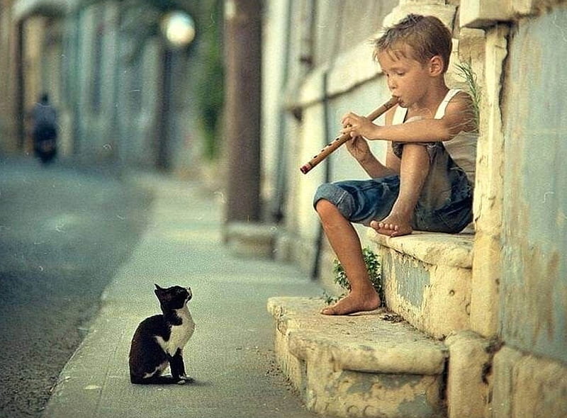 The little flute player, flute, boy, bonito, cat, HD wallpaper
